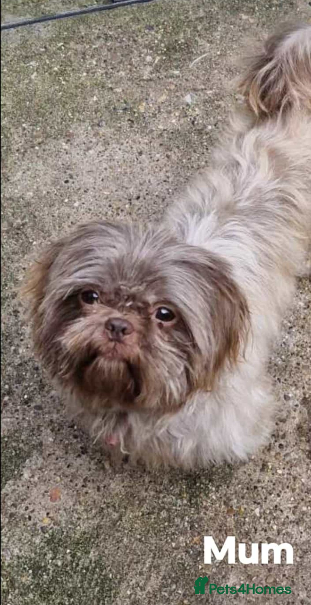 Shih Tzu dogs for sale: Shih Tzu Puppy’s  - Advert 8