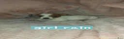 Jack Russell dogs for sale: Jack russell - Advert 3