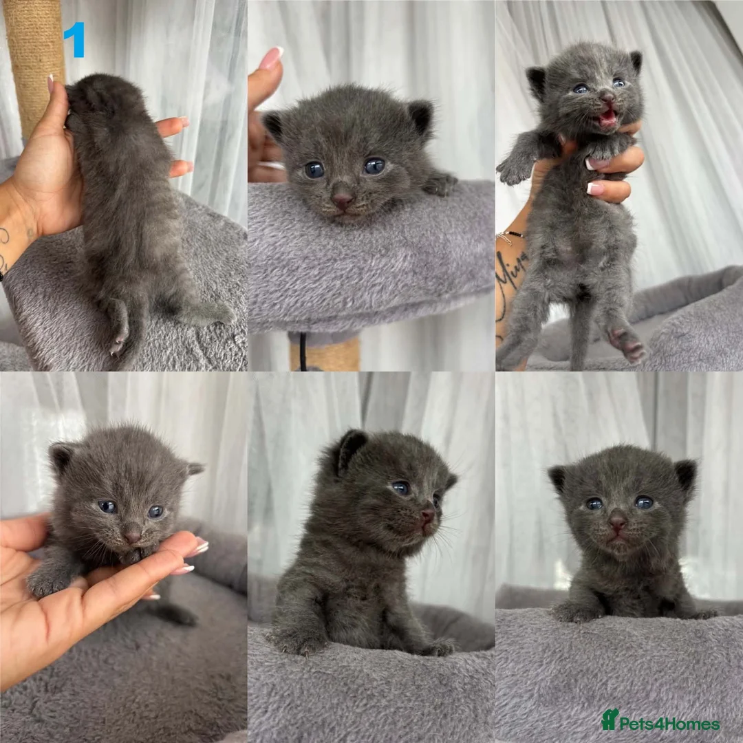 Mixed Breed cats for sale: 5 Little Kittens Looking for Their Forever Homes🐾 - Advert 2
