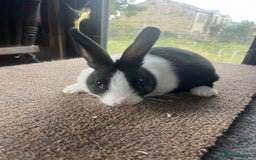 Netherland Dwarf rabbits for sale: Mixed- doe/ buck -Netherland dwarf/dutch  - Image 6
