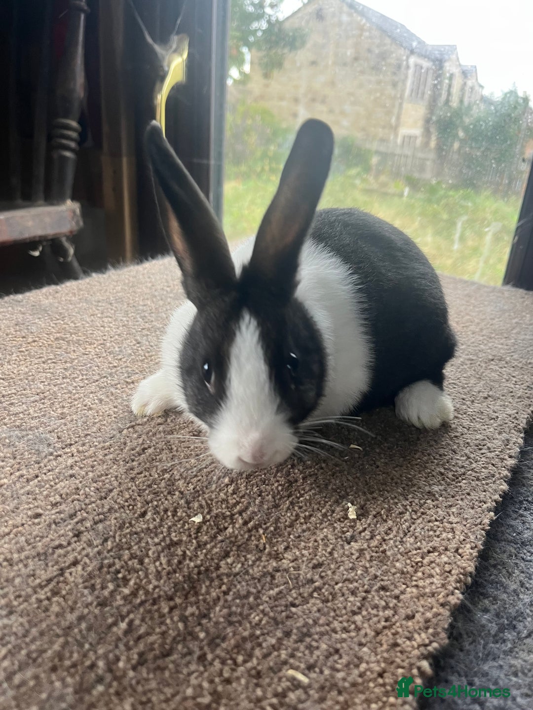 Netherland Dwarf rabbits for sale: Mixed- doe/ buck -Netherland dwarf/dutch  - Image 6