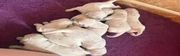 Golden Retriever dogs for sale: Cream kc registered golden retriever pups - Advert 4