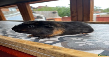 Guinea Pig rodents in Wigan - Advert 7