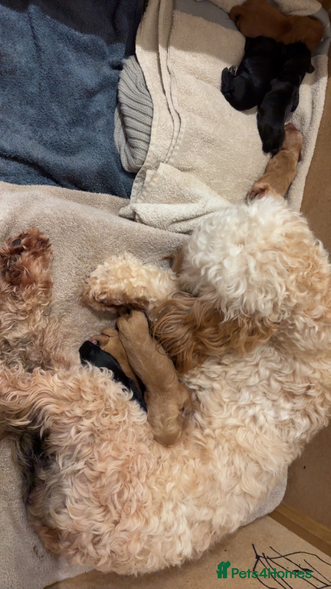 Cockapoo dogs for sale: Beautiful litter of Cockapoo pups - Advert 23