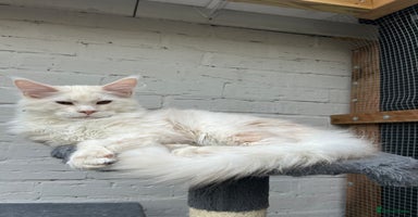 Maine Coon cats Pedigree TICA Registered Maine Coon Kittens - Advert 7