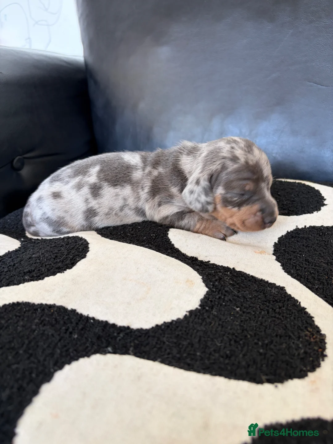 Dachshund dogs for sale: 2 boys blue dapple 2 blue girls  in Portsmouth - Advert 16
