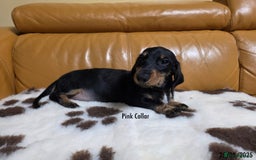 Miniature Dachshund dogs for sale: Miniature Dachshund for sale - FULLY VACCINATED - Image 9
