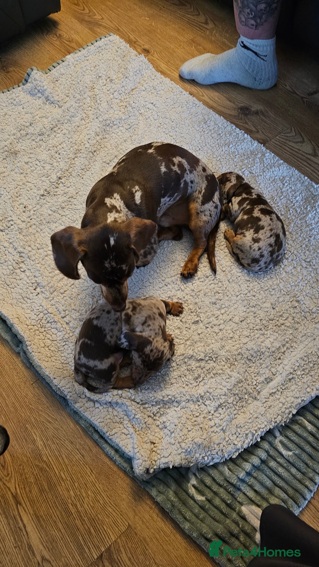 Miniature Dachshund dogs for sale: Two Beautiful Boys - Advert 9