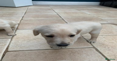 Mixed Breed dogs Lab cross Golden Doodles  - Advert 2