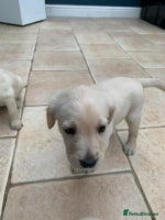 Mixed Breed dogs Lab cross Golden Doodles - Advert 2