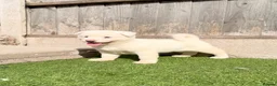 Akita dogs for sale: American Akita puppy’s for sale - Advert 3