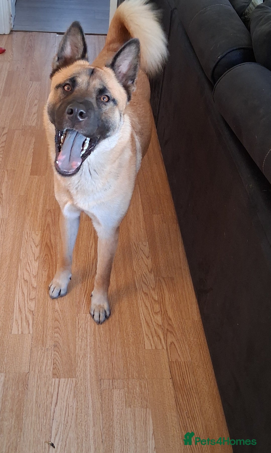 Mixed Breed dogs for sale: Mother akita x chow father beligum malamute  - Advert 3