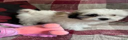 Mixed Breed dogs for sale: shichon x maltese puppies for sale  - Advert 21