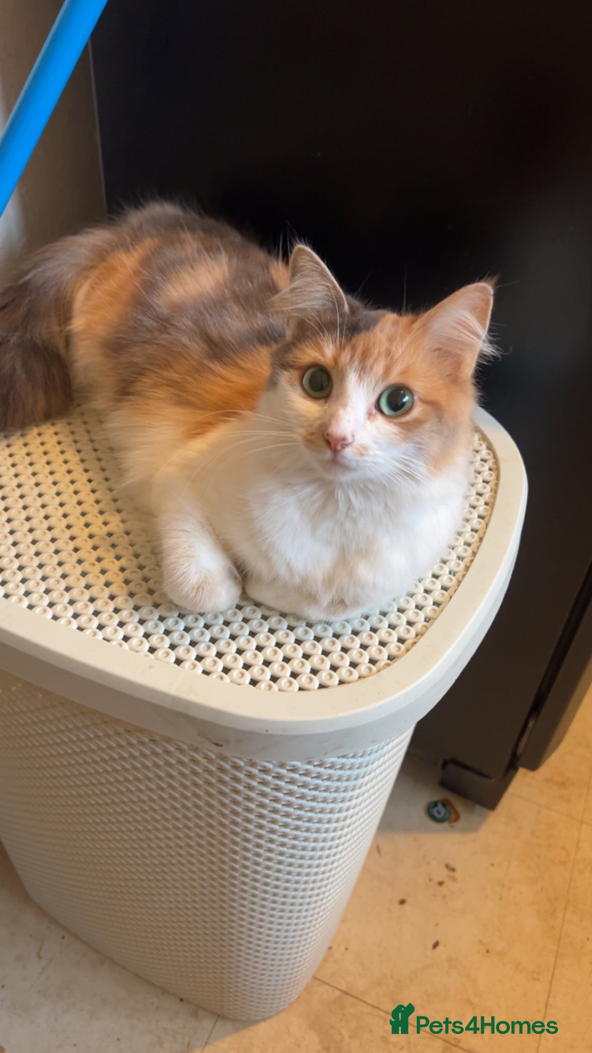 Mixed Breed cats Kitten looking for a loving home - Advert 1