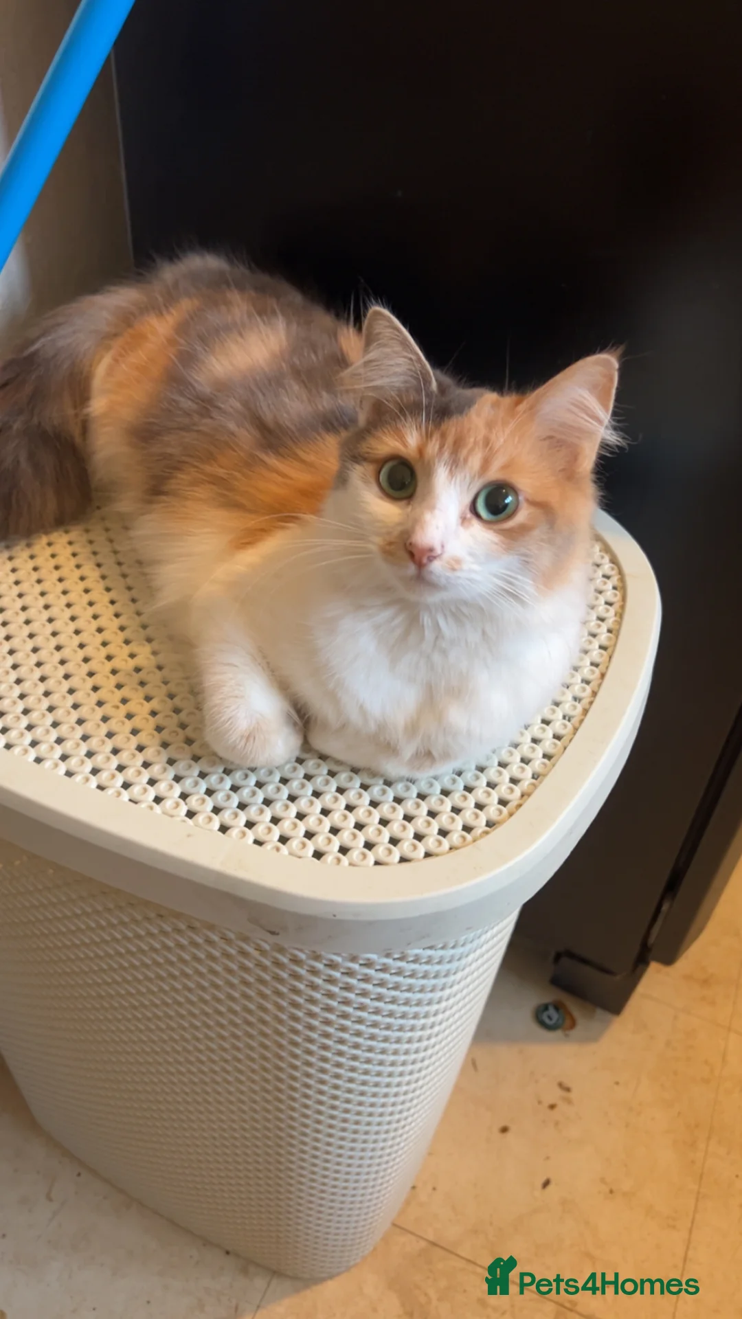 Mixed Breed cats for sale: Kitten looking for a loving home - Advert 1