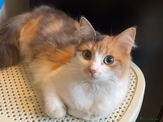 Mixed Breed cats Kitten looking for a loving home - Advert 1