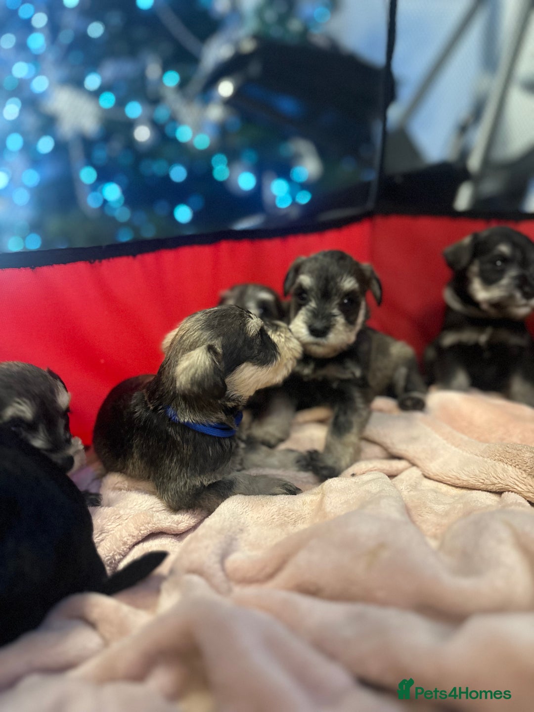 Miniature Schnauzer dogs for sale: OUTSTANDING CHAMPION LINES PUPPIES  - Advert 28