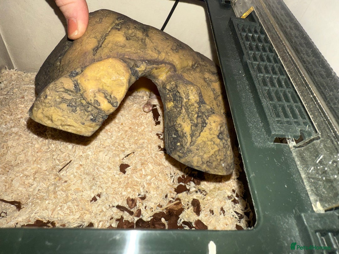 Corn Snake reptiles for sale: Baby corn snake  - Image 3