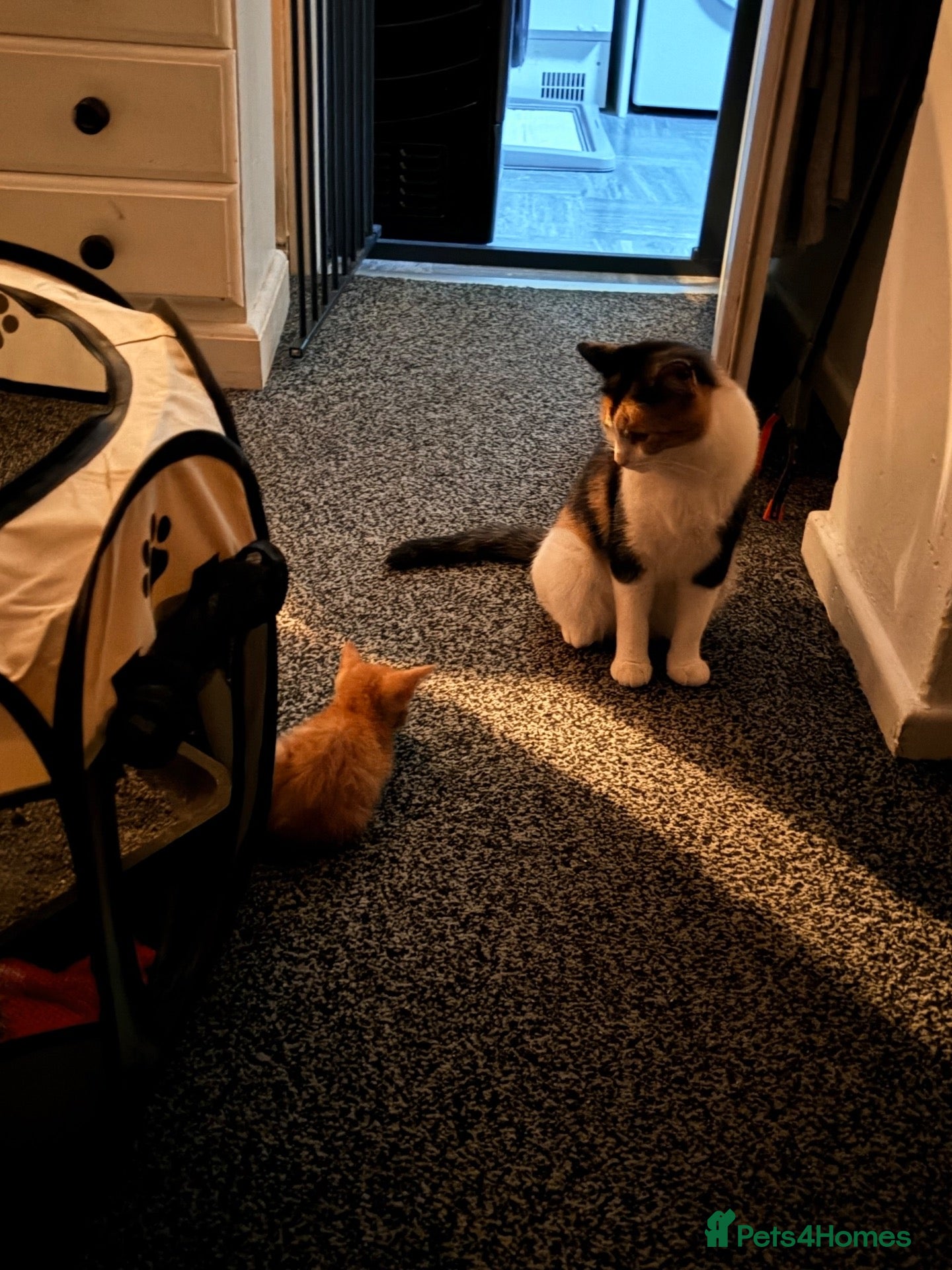 Mixed Breed cats Beautiful male kitten  - Advert 3