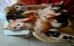 Mixed Breed cats for sale: 6 kittens  - Image 16