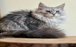 Maine Coon cats for sale: Beautiful pure bread maine coon kittens  - Image 29