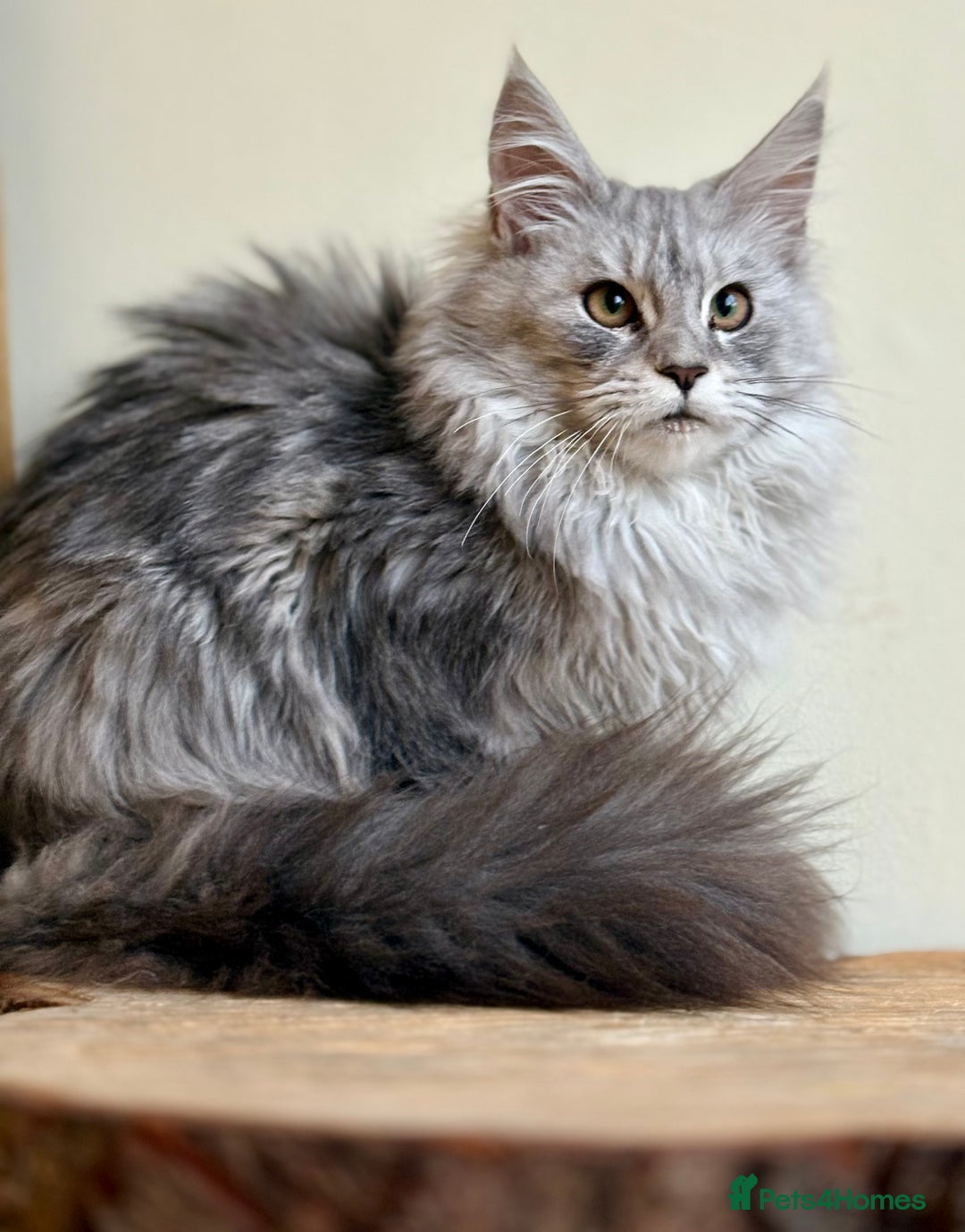 Maine Coon cats for sale: Beautiful pure bread maine coon kittens  - Image 29