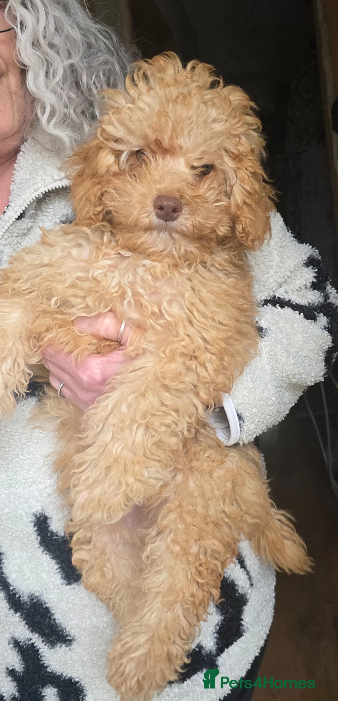Cockapoo dogs for sale: Cream girl Cockapoo puppy READY TO LEAVE - Advert 1