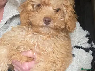 Cockapoo dogs Cream girl Cockapoo puppy READY TO LEAVE - Advert 17