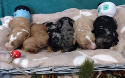 Cockapoo dogs for sale: * 1 Left* Beautiful Unique Cockapoo Puppies - Advert 14