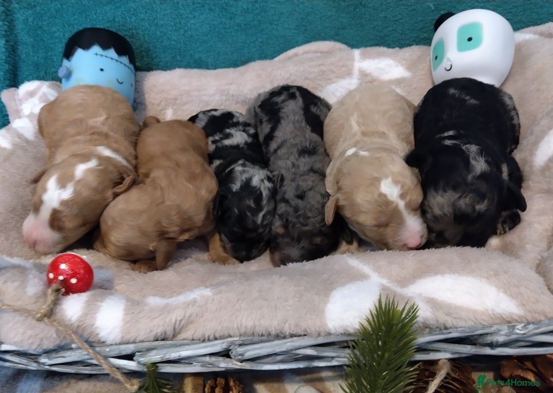 Cockapoo dogs for sale: * 1 Left* Beautiful Unique Cockapoo Puppies - Advert 14