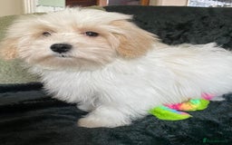 Maltipoo dogs for sale: maltipoo puppies for sale  - Image 11