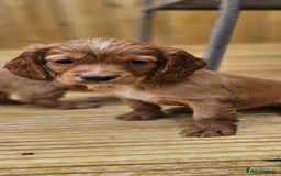 Cocker Spaniel dogs for sale: Health tested working cocker spaniels  - Image 15
