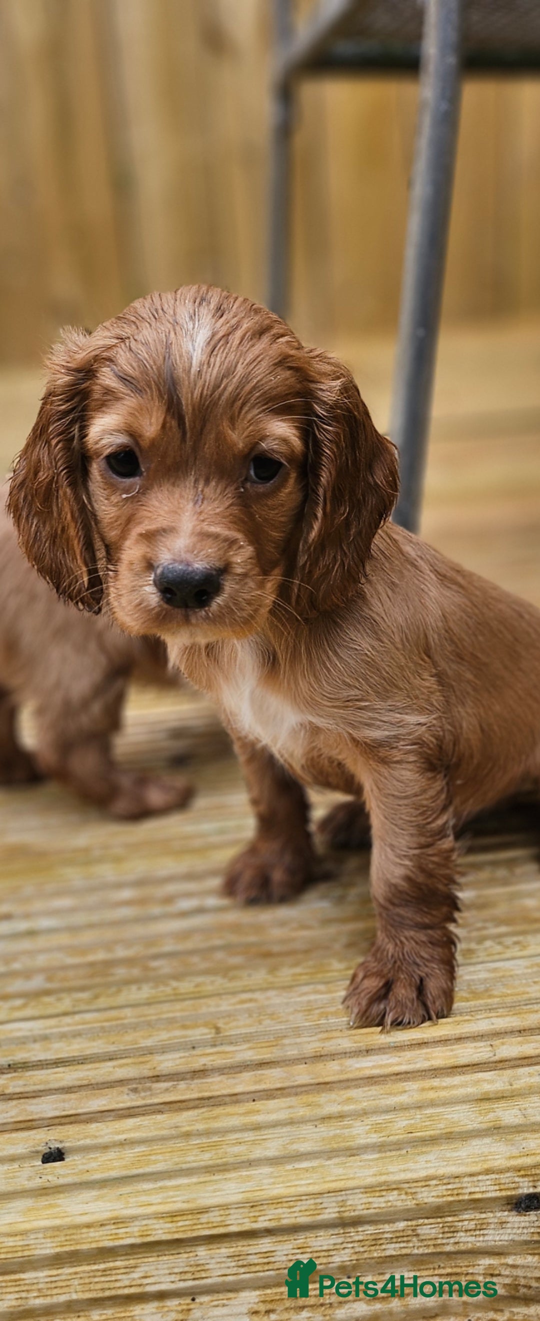 Cocker Spaniel dogs for sale: Health tested working cocker spaniels  - Image 15