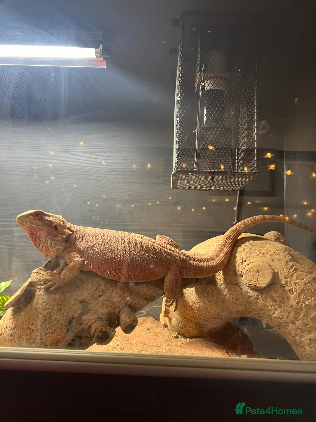 Bearded Dragon reptiles for sale: 5 year old bearded dragon in Buntingford - Advert 4