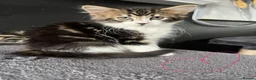 Mixed Breed cats for sale: Fluffy Kittens for sale - Advert 6