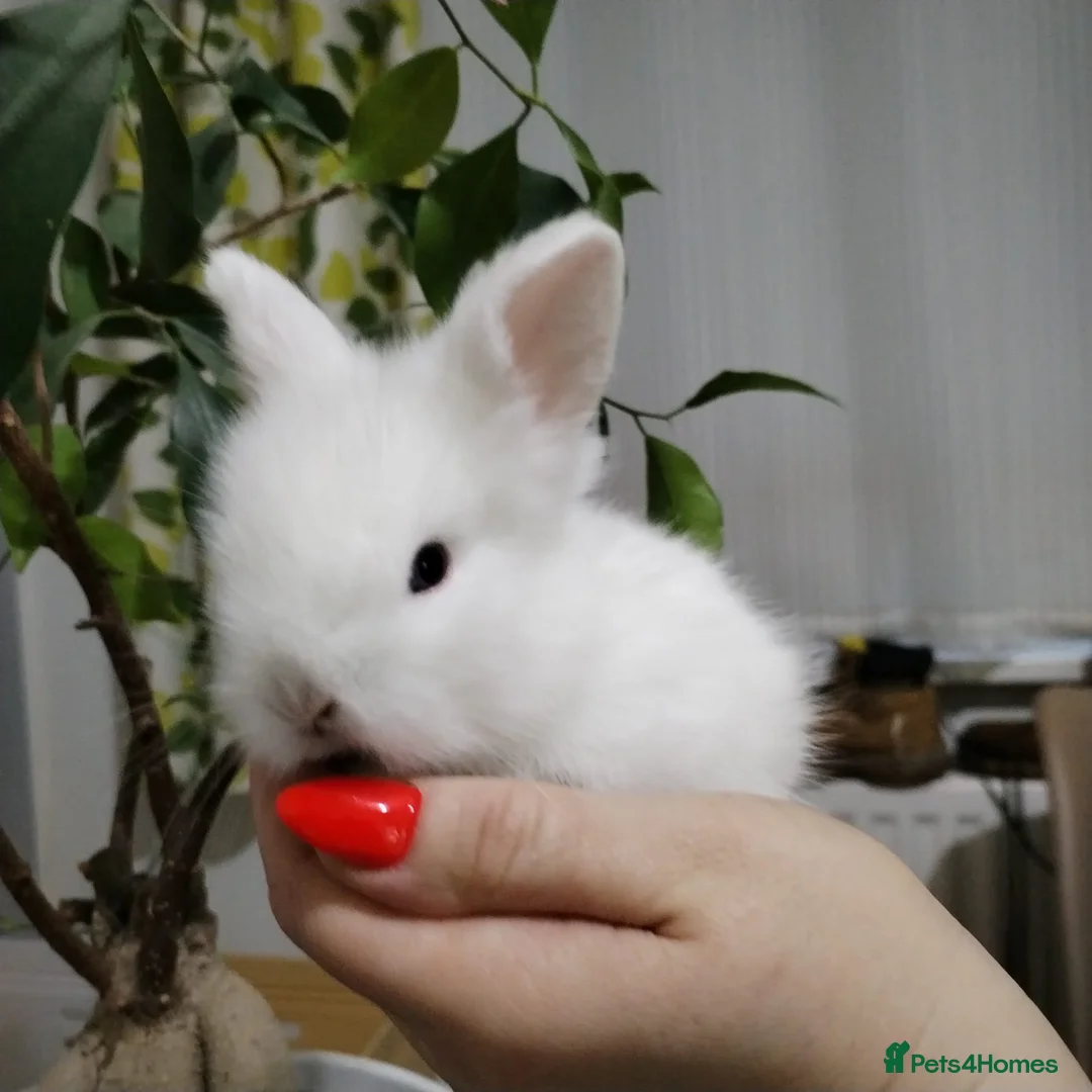 Lionhead rabbits for sale: Pure Breed Fluffy Double Mained LionHead Kits - Advert 2