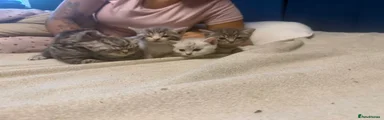 Egyptian Mau 4