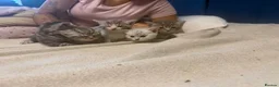 Egyptian Mau cats for sale: beautiful egyptian Mau kittens  in Chelmsford - Advert 2
