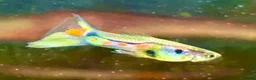 Live Bearers fish for sale: 10 Mixed Guppy Fry / babies (Postage £6)available  - Advert 6