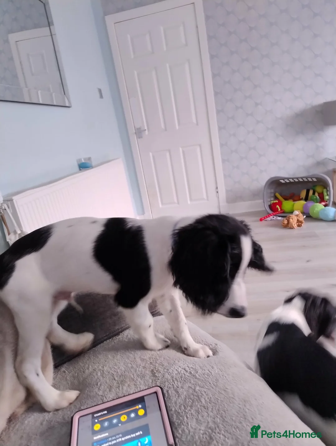 English Springer Spaniel dogs for sale: English Springer Spaniel Male - Advert 3