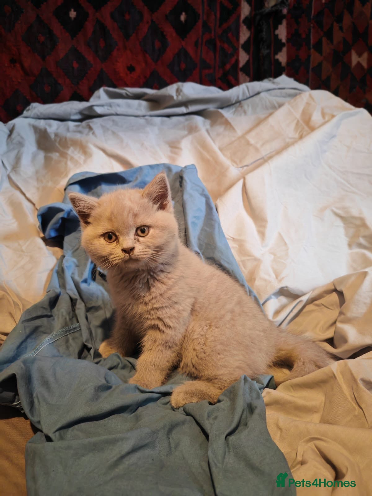 British Shorthair cats Blue/Lilac British Shorthair Kittens - Advert 14