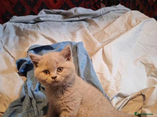 British Shorthair cats for sale: Blue/Lilac British Shorthair Kittens - Advert 1