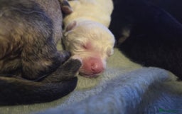 German Shepherd dogs for sale: German shepherd puppies  - Image 3