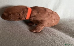 Australian Labradoodle dogs for sale: Fib Labradoodle puppies - Advert 10