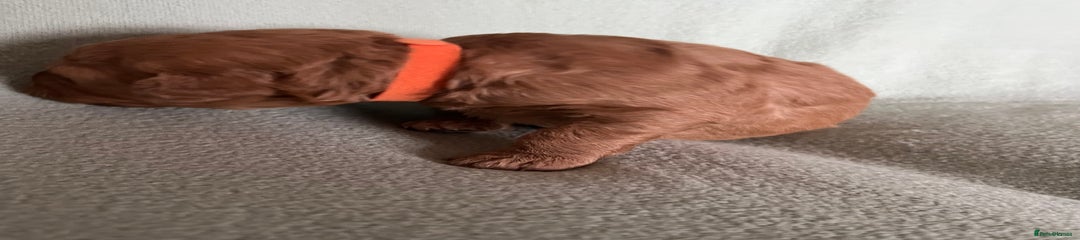 Australian Labradoodle Puppy 1