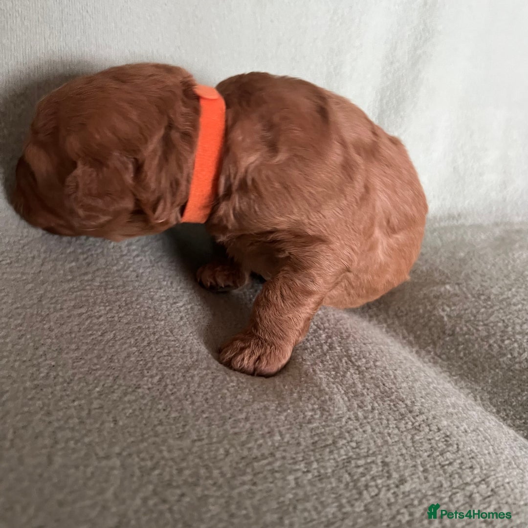 Australian Labradoodle dogs for sale: Fib Labradoodle puppies - Advert 10