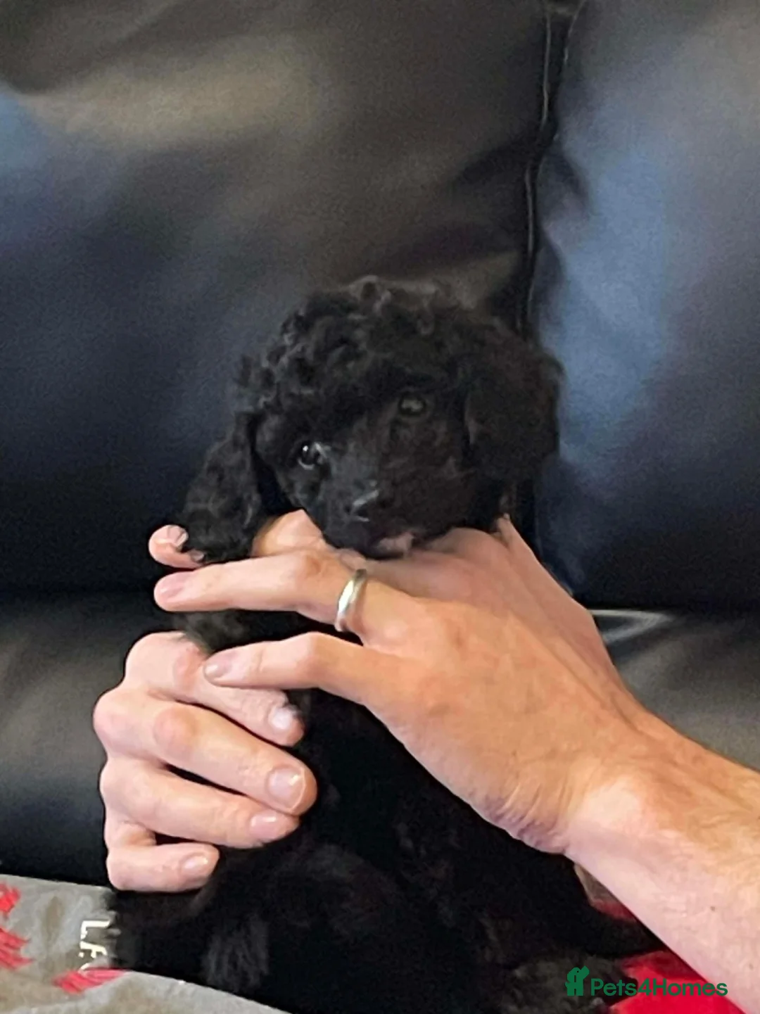 Cockapoo dogs for sale: Emmie - Advert 2