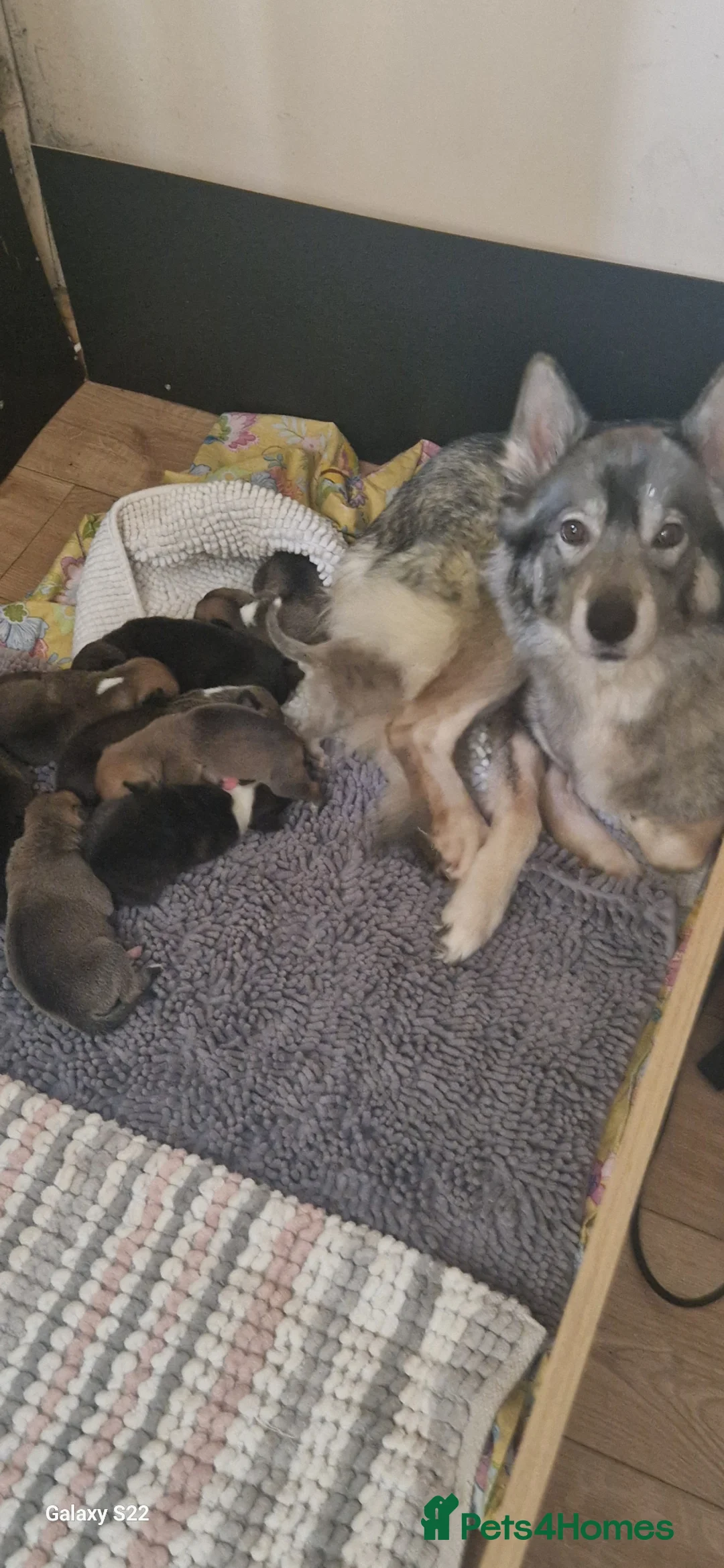 Mixed Breed dogs for sale: Puppies  - Advert 2