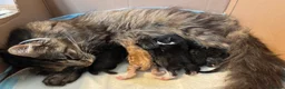 Maine Coon cats for sale: Beautiful Maine coon kittens - Advert 12