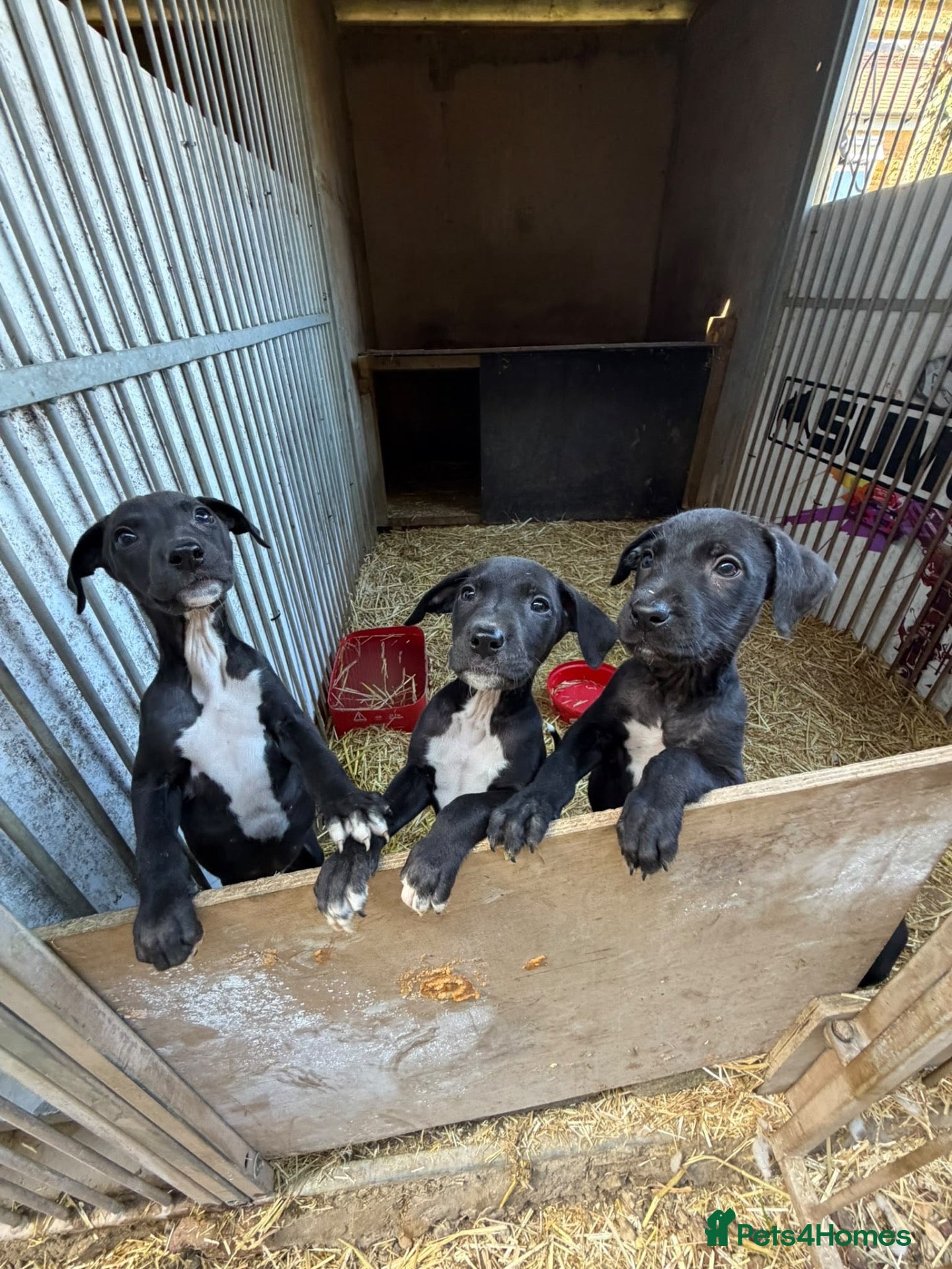 Lurcher dogs Strong litter of working lurcher pups  - Advert 3
